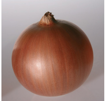 Цибуля Утреро F1,Nunhems