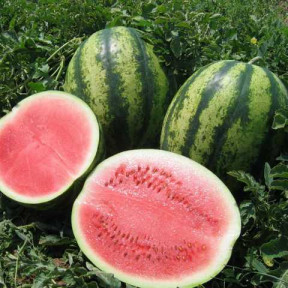 Арбуз Виктория, Nunhems