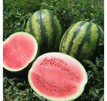 Кавун Вікторія, Nunhems