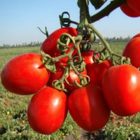 Томат Вулкан F1, Nunhems