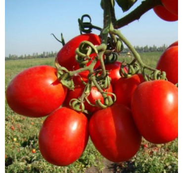 Томат Вулкан F1, Nunhems