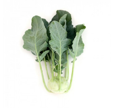 Капуста кольрабі  Лех F1, Rijk Zwaan