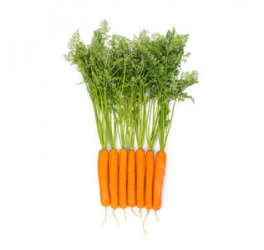 Морква Імер, Rijk Zwaan