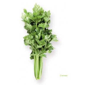 Сельдерей Стэтхэм, Rijk Zwaan