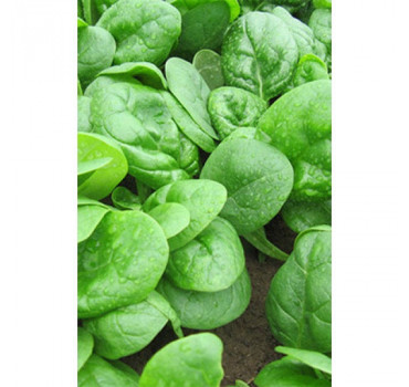 Шпинат Гну, Rijk Zwaan