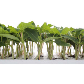 Подвой Кобальт F1, Rijk Zwaan Подвой Кобальт F1, Rijk Zwaan