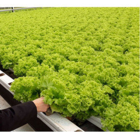 Салат Бартимер, Nunhems