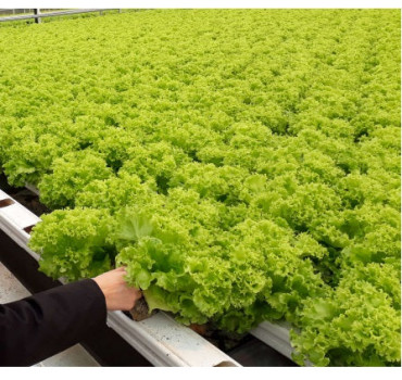 Салат Бартімер, Nunhems