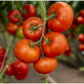 Томат Анненфелд F1, Rijk Zwaan