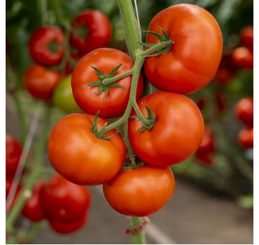 Томат Анненфелд F1, Rijk Zwaan