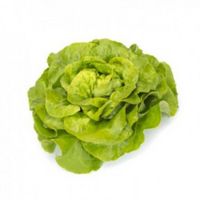 Салат Антоліна , Rijk Zwaan