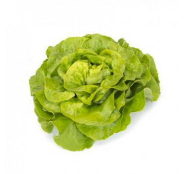 Салат Антоліна , Rijk Zwaan