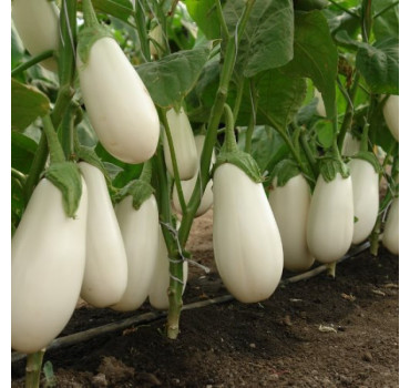 Баклажан Аретуза F1, Rijk Zwaan