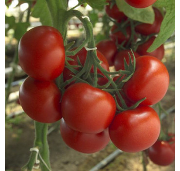 Томат Барбадос F1, Rijk Zwaan