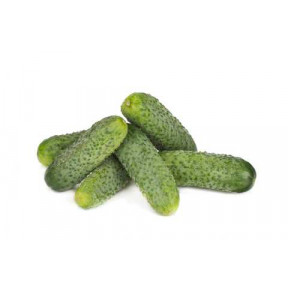 Огірок Берліоз F1, Rijk Zwaan