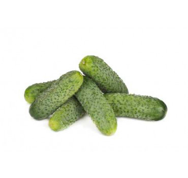 Огірок Берліоз F1, Rijk Zwaan