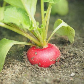 Редис Бодиам F1, Rijk Zwaan