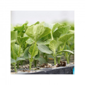 Подвой Сфинкс F1, Rijk Zwaan Подвой Сфинкс F1, Rijk Zwaan