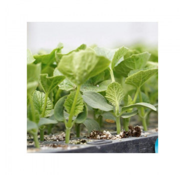 Підщепа Сфінкс F1, Rijk Zwaan