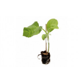 Подвой Пелопс F1, Rijk Zwaan Подвой Пелопс F1, Rijk Zwaan