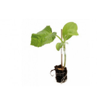 Підщепа Пелопс F1, Rijk Zwaan