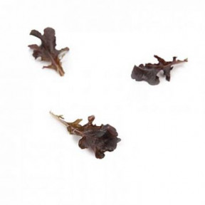 Салат Кентрел, Rijk Zwaan