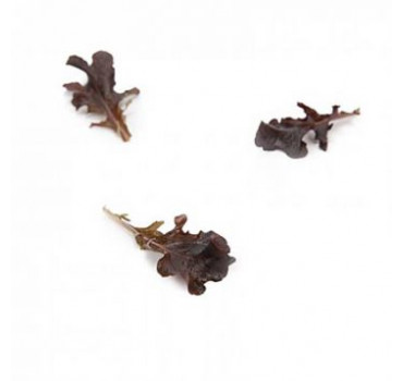 Салат Кентрел, Rijk Zwaan