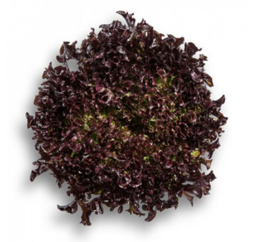 Салат Кодекс, Rijk Zwaan