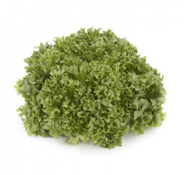 Салат Лалік, Rijk Zwaan