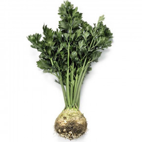 Сельдерей Мерга, Rijk Zwaan