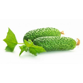 Огірок Рубато F1, Rijk Zwaan