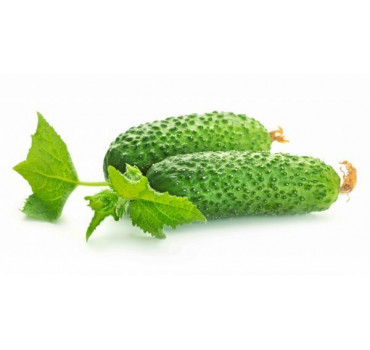 Огірок Рубато F1, Rijk Zwaan