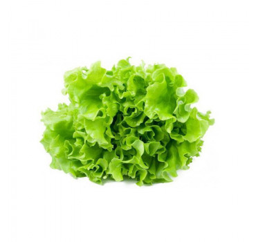 Салат Анісол F1, Syngenta