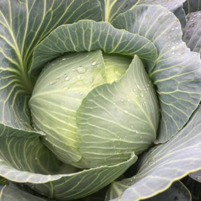 Капуста Конгама F1, Rijk Zwaan