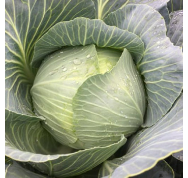 Капуста Конгама F1, Rijk Zwaan
