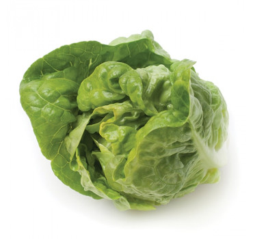 Салат Тудела , Rijk Zwaan