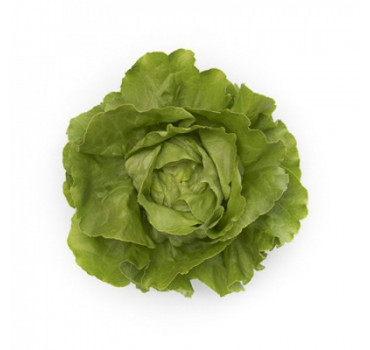 Салат Томбело , Rijk Zwaan