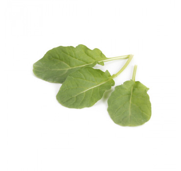 Рукола Спаркл, Rijk Zwaan