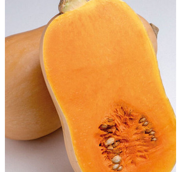 Гарбуз Жаклін F1, Enza Zaden