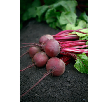 Буряк Азума F1, Sakata.