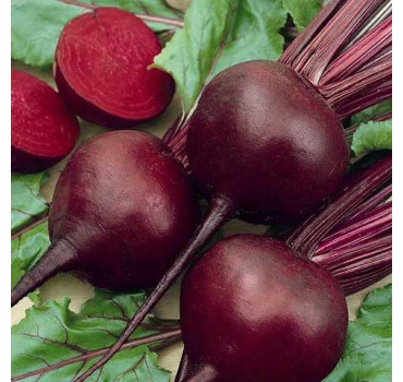 Буряк Кардіал F1, Sakata