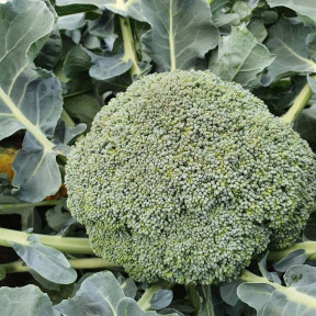 Капуста броколі АХІЛЕС F1, Sakata