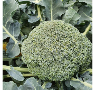 Капуста броколі АХІЛЕС F1, Sakata