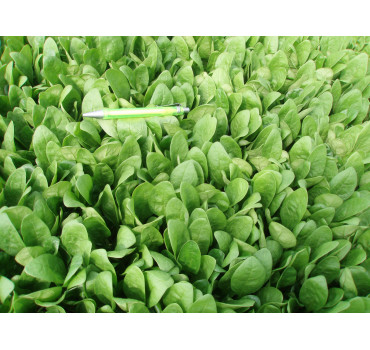 Шпинат Аполло F1, Sakata