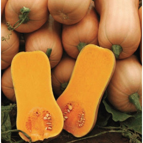 Гарбуз АРІЕЛЬ F1, Sakata