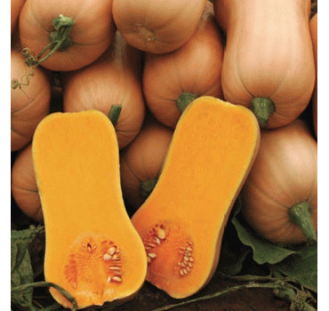 Гарбуз АРІЕЛЬ F1, Sakata