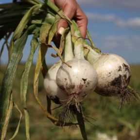 Цибуля біла АЗІЛА (1001) F1, Esasem