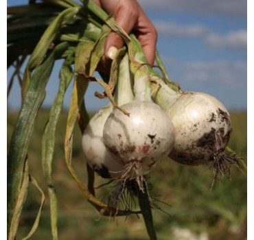 Цибуля біла АЗІЛА (1001) F1, Esasem