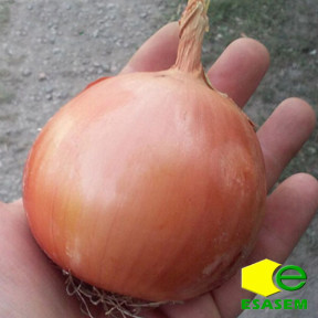 Цибуля ріпчаста, ДОРІКА F1, Esasem