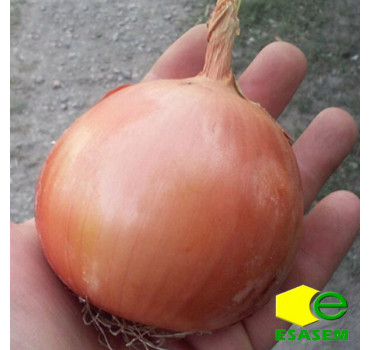 Цибуля ріпчаста, ДОРІКА(1004) F1, Esasem